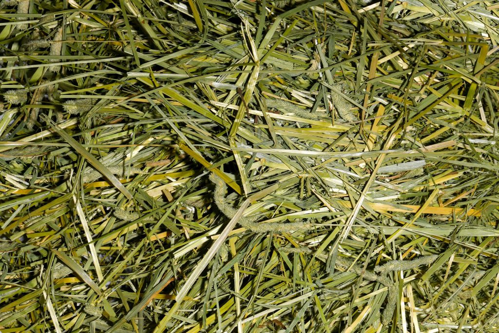 Chopped Timothy Hay Zabeel Feed